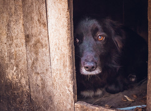 blog-working-with-scared-dogs.jpg