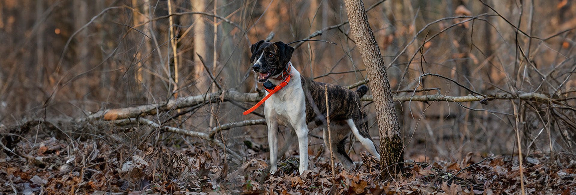 For over 30 years, Dogtra has partnered with industry professionals to design top-notch tools for ecollar training, GPS tracking, and ball training, helping dog owners develop outstanding dogs. Renowned for their reliability, Dogtra products are trusted by professional dog trainers, K-9 officers, and hunters.