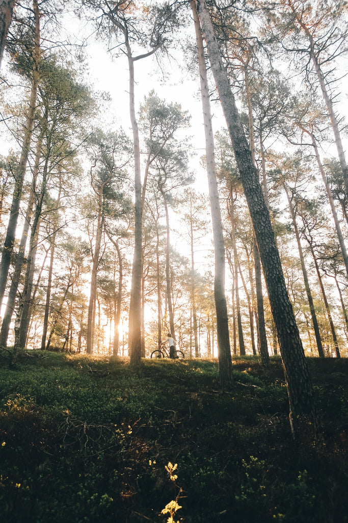 forêt pour se détendre 