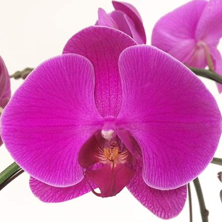 dark purple orchids