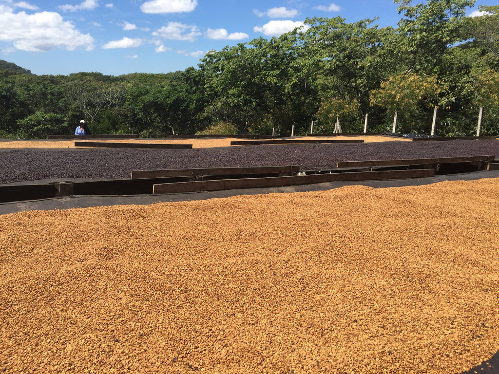 Villa Galicia honey process