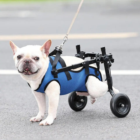 Happy dog using Big Up Pet Shop Adjustable Dog Wheelchair, running on grass with owner smiling in the background