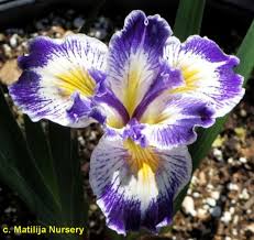Iris 'Drip Drop' - Drip Drop Iris
