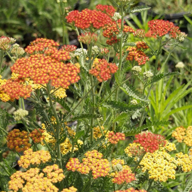 Achillea millefolium 'Fireland' - Fireland Yarrow – Santa Barbara ...