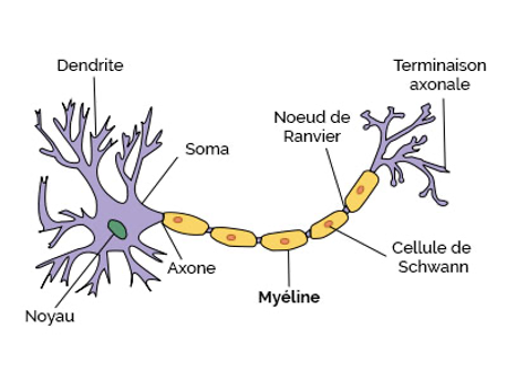 Schéma d’un neurone_le_comptoir_de_l_e-cusson_artcile_les_lipides_montpellier