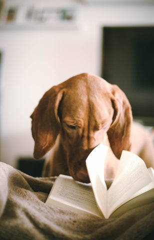 Brown dog with its nose touching the inside of a book with one page touching its nose