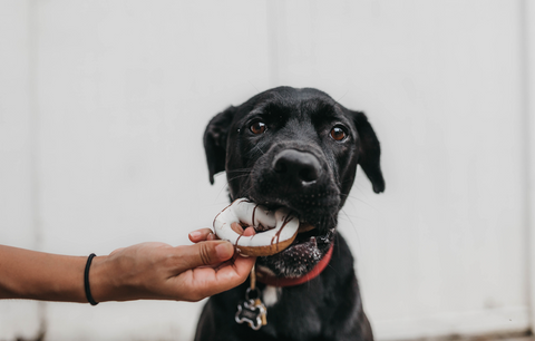 black dog eating pretzel fed by human hand