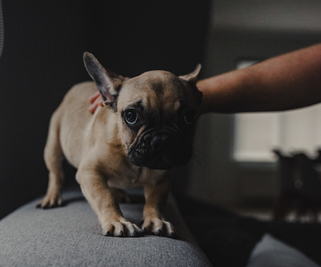 small brown dog standing on couch with person petting it 