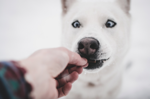 White dog with blue eyes taking a dog treat from the hand of its owner 