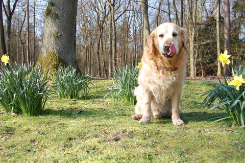 old golden retriever sitting in grass surrounded by flowers 