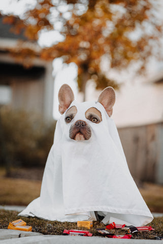 French bulldog sitting wearing a while sheet made to look like a ghost costume
