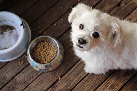 small white dog looking up at camera with bowl of food below