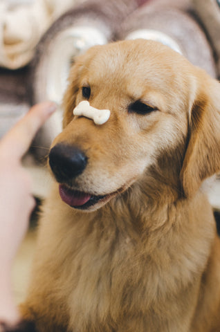Golden retriever holding a dog bone shaped dog treat on their snout 