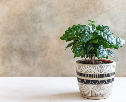 houseplant in a pot