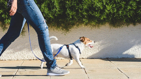 man on walk with dog outside