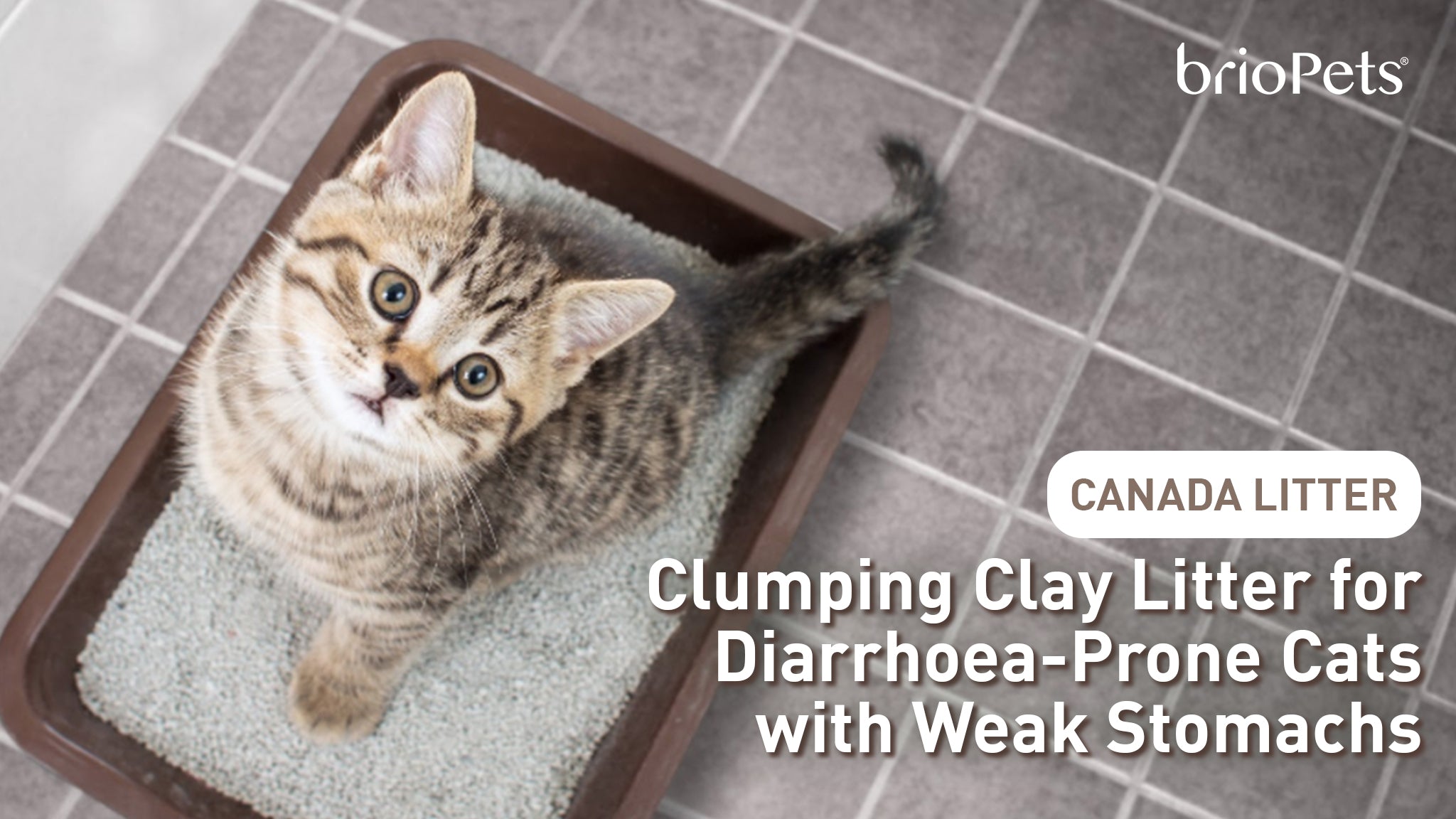 cat diarrhea litter box