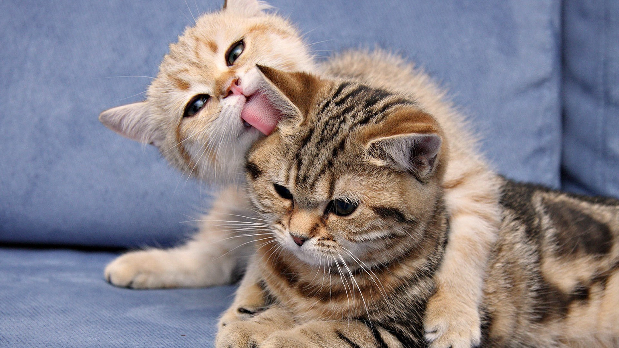 Close-Up Of Two Kittens