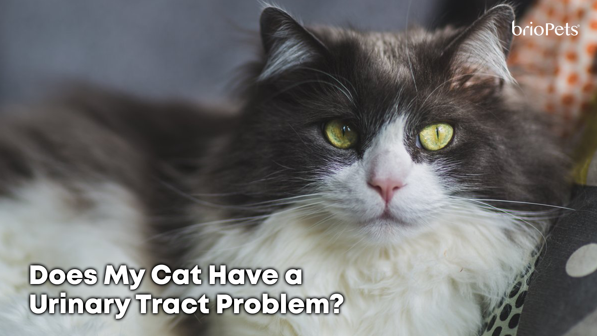 Does My Cat Have a Urinary Tract Problem?