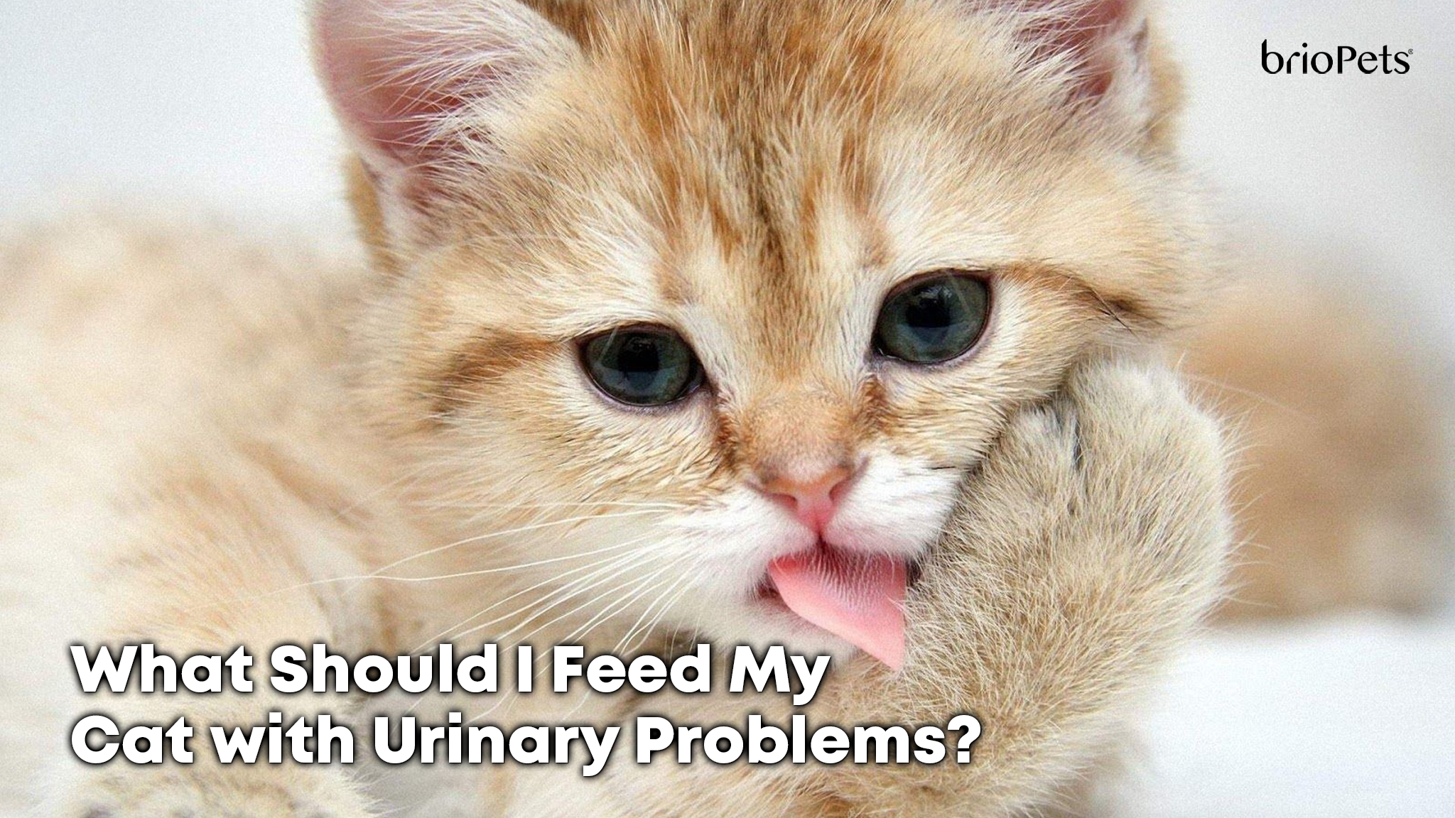 What Should I Feed My Cat with Urinary Problems?