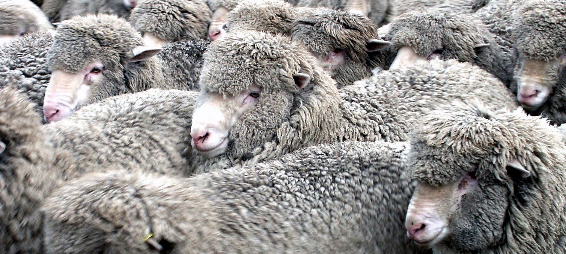 Wool from Merino sheep in Australia produce yarn for the best socks for rucking