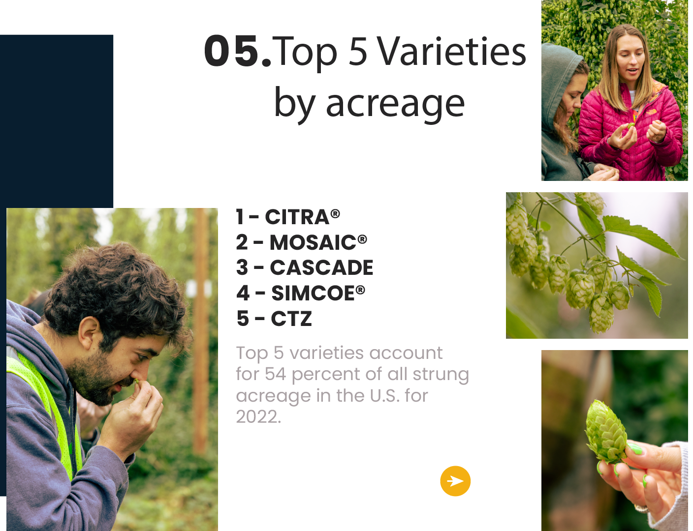 Top 5 Hop Varieties by Acreage 2022