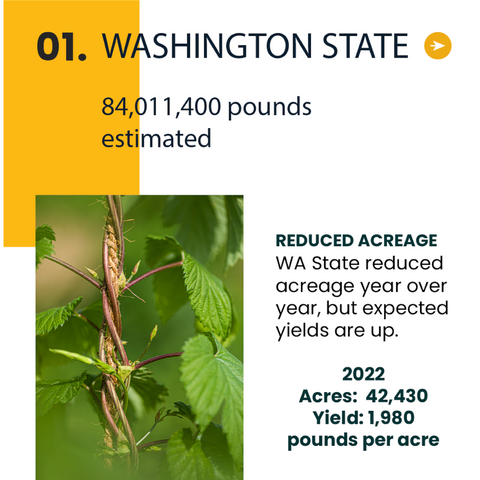 Washington State Hop Harvest 2022