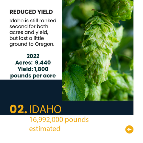 Idaho Hop Harvest 2022