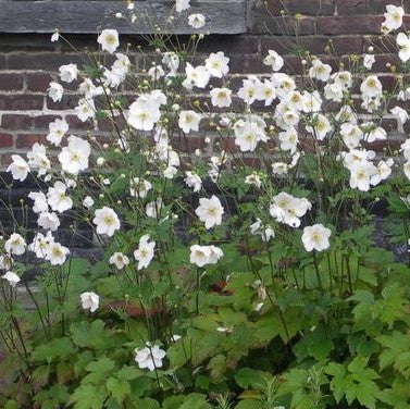 Anemone 'Honorine Jobert' – Alexandre Richer