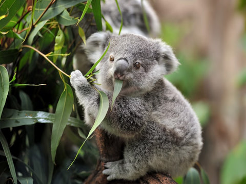 Koala Bear eating Eucalyptus Leave