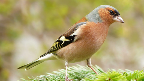 chaffinch