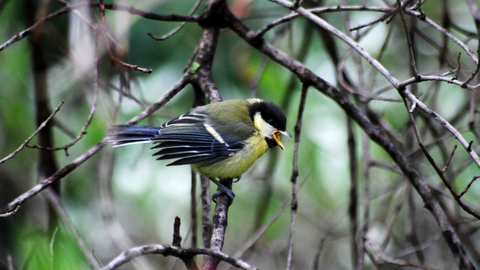 great tit uk