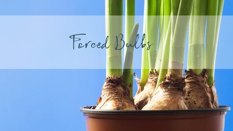 forced bulbs