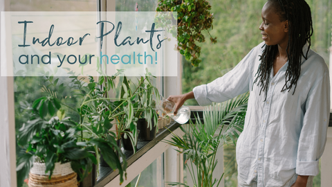 Benefits of indoor plants