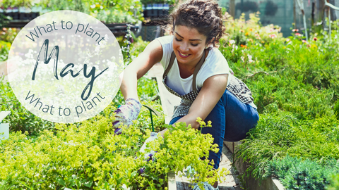 planting in May - UK 