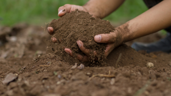 protect winter soil