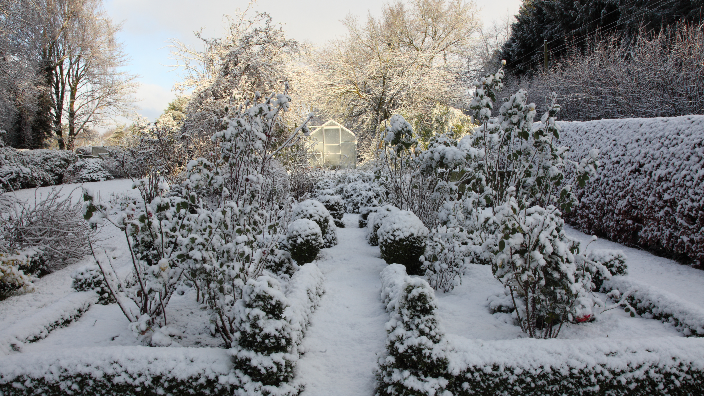 protect your garden from frost