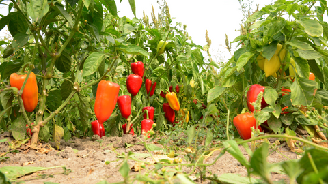 Pepper plants