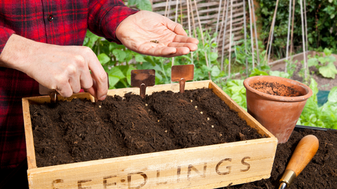 vegetable seeds