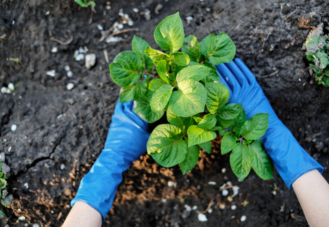 harvesting your organic garden