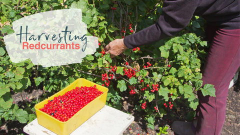 redcurrant harvesting