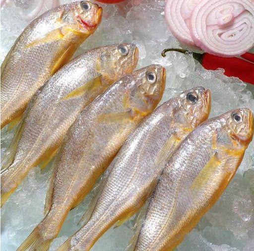 ❄︎ 黄鱼 • Ombrina Giapponese  5条装