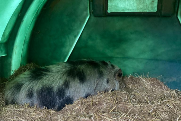 waddles the pig in his home