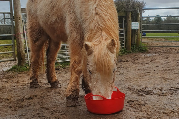 Toadie the horse enjoying daily meal