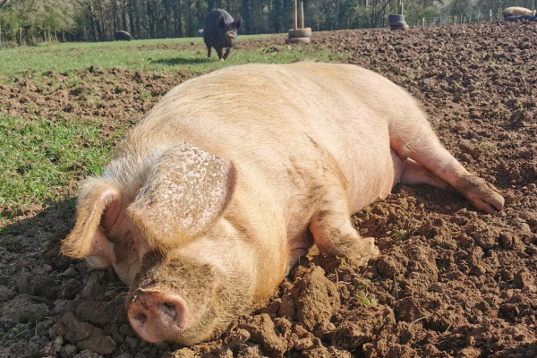 Jesse the pig at Dean Farm Trust Animal Sanctuary