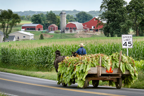 Fresh Tobacco