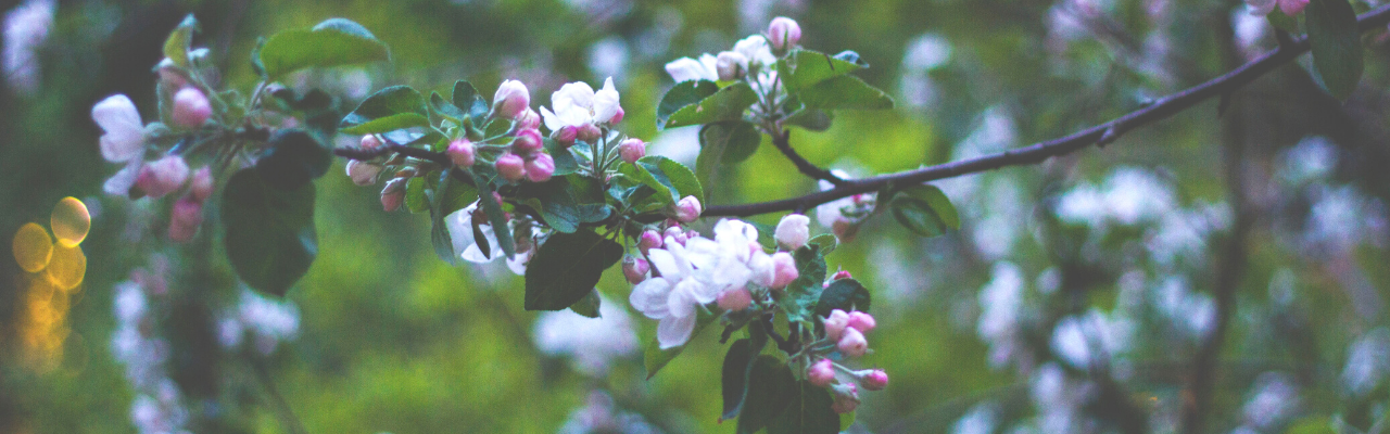 fruit trees in ontario