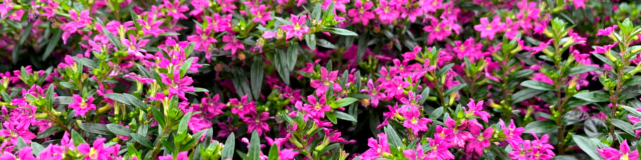 Cuphea bildet einen flächig mit Blüten bestücktes Erscheinungsbild