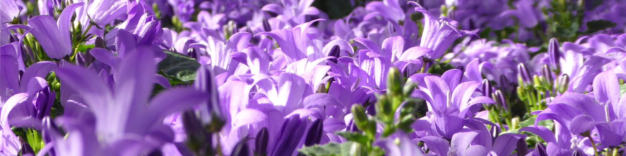 Polster-Glockenblumen auf Plantusdiversus.de kaufen