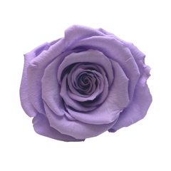 Lilac Infinity Rose