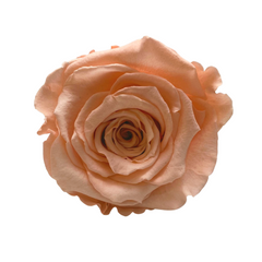 Peach Infinity Rose
